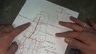 Dorsalis Pedis Artery [upl. by Hgielrebma]