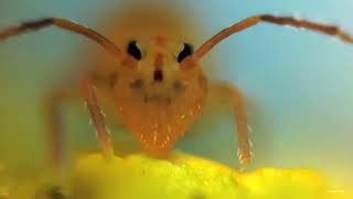 1mm sized Globular Springtail [upl. by Reyaht]