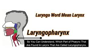 Laryngopharynx Overview  Just 2min You Know About Laryngopharynx  Medical Discovery [upl. by Padegs]