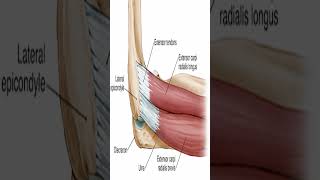 Anatomy Posterior Forearm Muscles shorts [upl. by Utta]