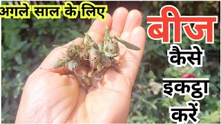 How to collect seeds from plants seedsharvesing [upl. by Irotal]