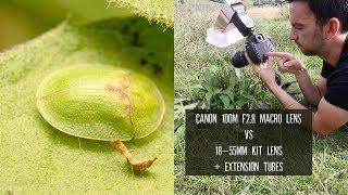 Macro Lens Vs Kit Lens And Extension Tubes  Photographing Insects [upl. by Llevad614]