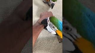 Macaw bite  About a 610 compared to what they can do… [upl. by Yrailih]