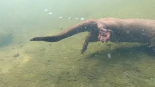 otter catching fish underwater [upl. by Laehcym433]