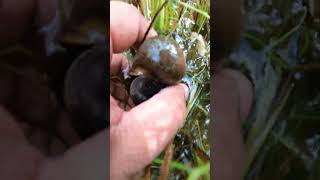 Find and Catch snail in the flooding rice fields is very easy and happy snail short enjoy [upl. by Anrak]