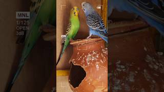 Budgit parrot shorts budgies birds video 🥰 [upl. by Sankaran599]