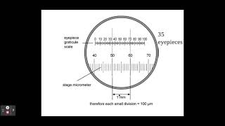 211 Cell structure b The use of an eyepiece graticule and stage micrometer [upl. by Bab251]