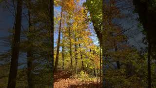 Die Schweiz nature shortvideo shorts switzerland [upl. by Elwin512]