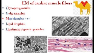 1 cardiac muscles 2021 اعداد د صافيناز محمود و د شيرين شوقي [upl. by Leoj]