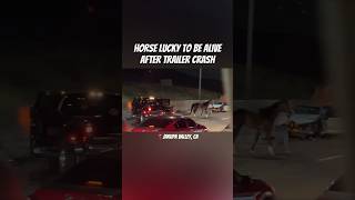 Horse lucky to be alive after trailer crash on 60 EB Jurupa Valley California [upl. by Jefferson]