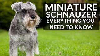 MINIATURE SCHNAUZER 101  Everything You Need To Know About Owning A Schnauzer Puppy [upl. by Ivah]