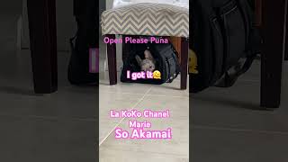 La KoKo Chanel Marie open please Puna She got it so smart [upl. by Feldman]