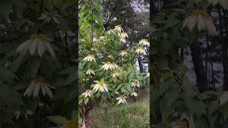 Poinsettia 🤍🤍youtubeshorts garden natureflowers reels flowers short meghalaya [upl. by Ylrebmit]