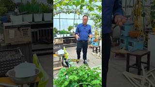 Vegetables plantation and to attend shots youtubeshorts [upl. by Jillene34]