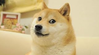 Kabosu the dog behind the doge internet meme has died [upl. by Enahc406]