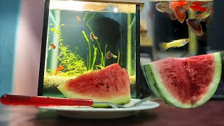 7th Month – Watermelon Feeding Frenzy NO filter NO CO2 NO Ferts 5 Gallon Nano [upl. by Amar]