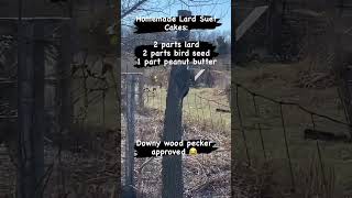 Homemade Bird Feeder Suet Cake [upl. by Adirf413]