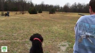 Started Boykin Spaniel For Sale [upl. by Iclek640]