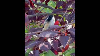 Black Capped Chickadee [upl. by Petronilla319]