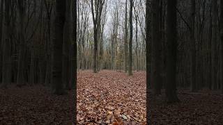 Autumn 🍁carpet at Landgoed Pijnenburg [upl. by Aivatnuhs]