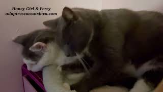 Adopt this loving bonded pair of kitties in Richmond California [upl. by Addi]