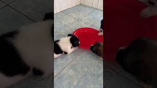 After drinking milk babies want to finish the tray more youtubeshorts pets trending [upl. by Dyche514]