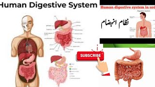 Digestive system  Exam preparation to the point [upl. by Olcott726]