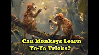 Can monkeys be taught to play the yoyo  YoYo Myth  YoYo History  Urban Myth [upl. by Kristoffer480]