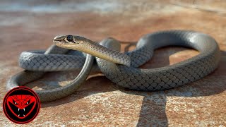 Yellow faced whip snakes [upl. by Ramsdell]