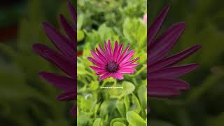 Osteospermum Flowers Mix Colour in my terrace garden shorts gardening flowers [upl. by Iahk]