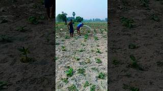 FARMING🌾 OF TOBACCO 🇮🇳👍army 🪖popular🙏🏻 vital ytstudio😍💯 youtube [upl. by Ragde]