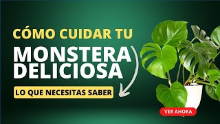 Monstera Deliciosa Cómo cuidar tu planta para un crecimiento monstruoso 🌱💚 [upl. by Soigroeg]