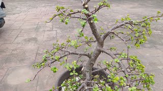 把銀杏木（金枝玉葉）修剪成蒼勁松樹盆栽造型Jade plant pruning to pine like bonsai [upl. by Cassondra]