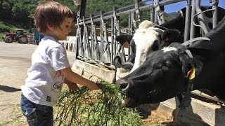 Vacas lecheras granja  Niños dando de comer  Actividades para niños  Granjas de vacas [upl. by Faustina172]