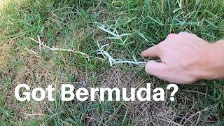 How we control Bermuda Grass in a fescue lawn [upl. by Denie458]