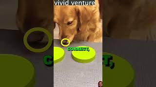 Doggy TRICTED 😍😍funny cuteanimal ytshorts pets prankvideo [upl. by Maurreen]