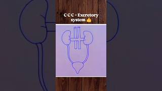 CCC  Excretory system 👍 biology bio science excretorysystem diagram art shorts [upl. by Ynettirb]