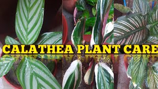 CALATHEA PLANT की देखभाल कैसे करे।All ABOUT CALATHEA PLANT CAER AND TIPScalatheaplantcalatheaornet [upl. by Ariayek]