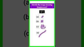 Quiz15  Bacterial Identification  microbiology bacteria shorts basicappliedmicrobiology [upl. by Gunn993]