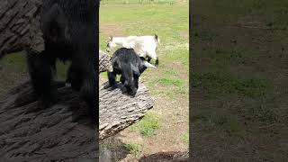 Will baby pygmy goat jump [upl. by Ardnad]