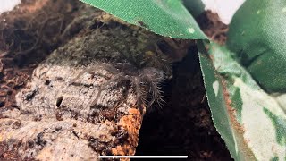 How to Feed Tarantula PAMPHOBETEUS Sling Pamphobeteus cf antinous “Big Black” [upl. by Lovell930]