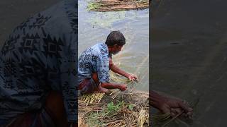 The Golden Fibre of Bangladesh  Golden Fiber cultivation Jute সোনালী আশঁ পাট goldenfiber [upl. by Eednac]