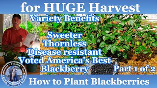 How to Plant Blackberries for a HUGE Harvest  Blackberries Part 1 of 2 [upl. by Englis]