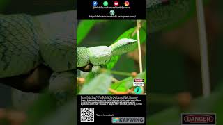 Bornean Keeled Pit Viper wildlife snake pitvipers reptiles northborneo wildlifeanimals [upl. by Sellma63]