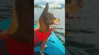 Paddleboarding With My Dog [upl. by Francis621]