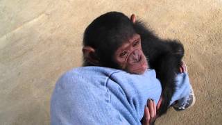 Baby ChimpsMonkeyBaby chimpanzeepet chimp婴儿黑猩猩chimpanzé bébéДетские шимпанзеchimpancé bebé [upl. by Kcirtapnaes]