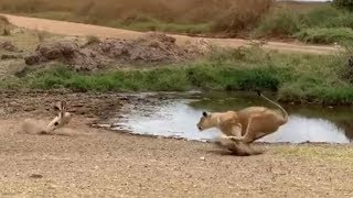 Lion fails to catch gazelle in epic safari footage [upl. by Jerusalem]