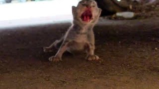 Rescue 5 abandoned newborn kittens crying out loud [upl. by Kegan]