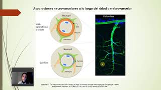 Histología NCR  T15c  Unidad neurovascular [upl. by Marven]