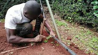 How to install Drip Irrigation [upl. by Khan]